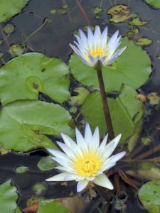 Pair of White Lotus